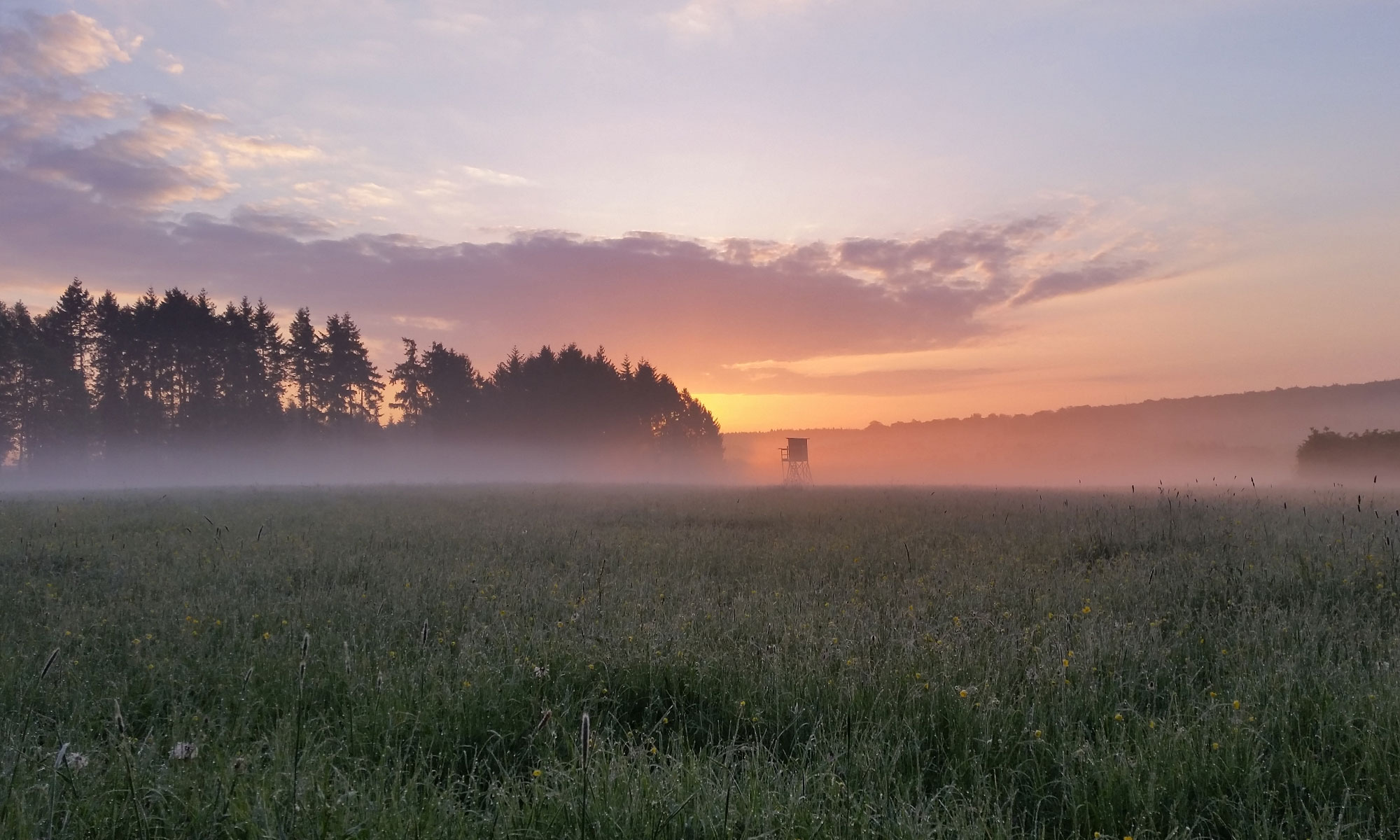 Wildheart — Jewels of the Woods — Goldschmiede in Hachenburg